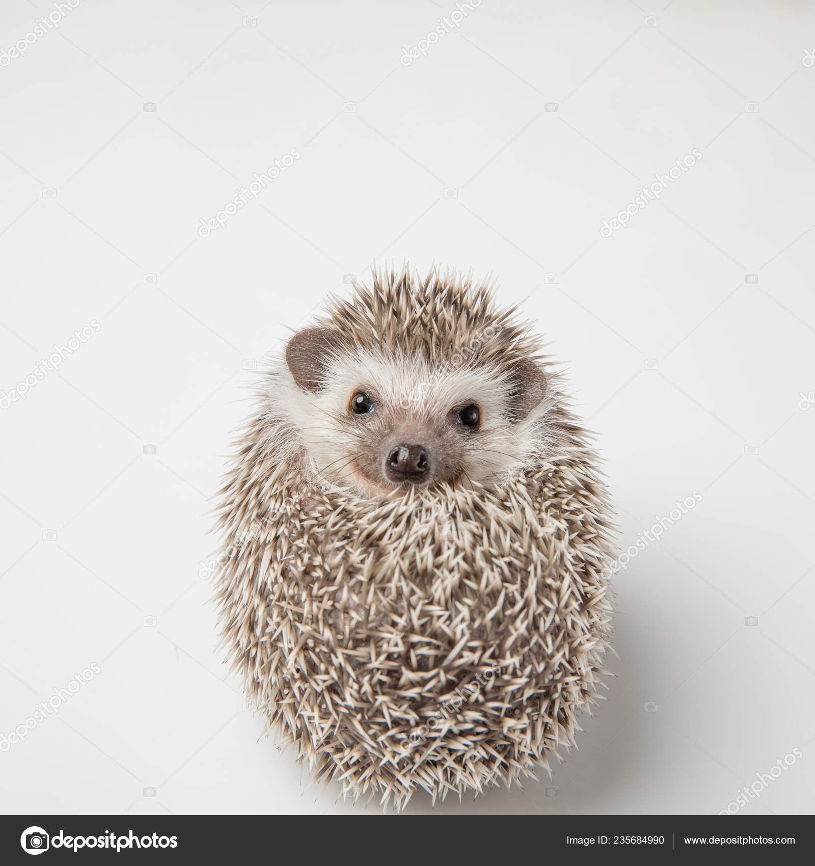 Adorable Rodent Spikes Lies Back White Background Stock Photo by ©feedough  235684990
