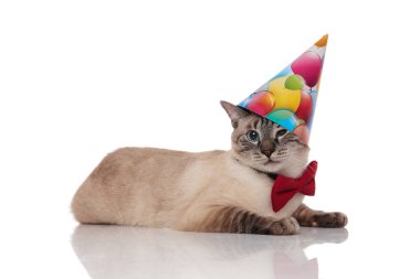 Beyefendi burmese kedi beyaz arka plan üzerinde yalan ve Doğum günü şapkası