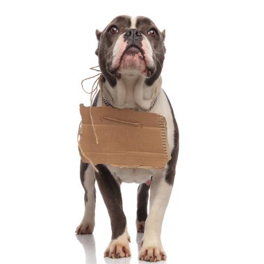 Beyaz arka plan üzerinde dururken boş billboard boynuna takan meraklı Amerikan zorba arar