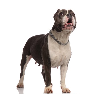 Beyaz arka plan üzerinde dururken yanına yaka ile sürpriz Amerikan zorba arar