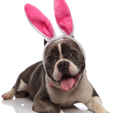 Beyaz arka plan üzerinde yalan bunny kulaklar kafa bandı ile Amerikan zorba nefes nefese yakın çekim