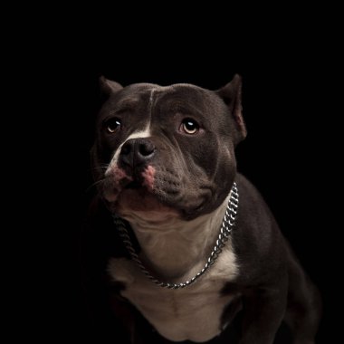 siyah arka plan üzerinde dururken yanına güzel Amerikan zorba zincir tasması var görünüyor