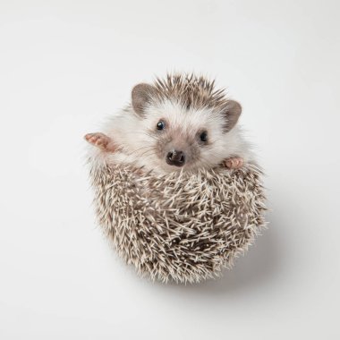 adorable grey hedgehog with spike rests on back on white background clipart
