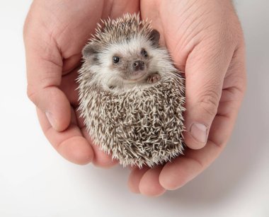 kişi holding şirin Afrika cüce kirpi hem de ışık gri arka plan üzerinde eller