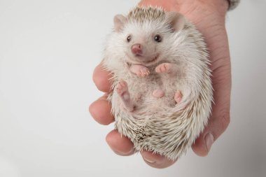 kişi holding şirin gri kirpi avuç içi açık gri renkli içinde