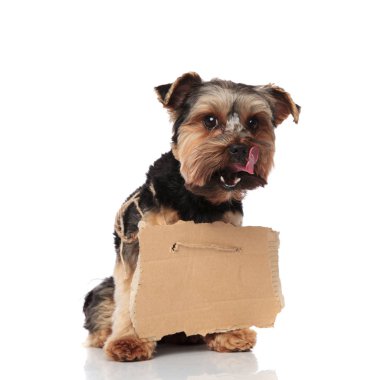 Beyaz arka plan üzerinde otururken tarafına boş billboard ile aç yorkshire korkunç görünüyor