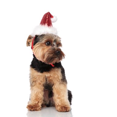 Beyaz arka plan üzerinde otururken tarafına meraklı santa yorkshire korkunç görünüyor