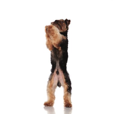 oynak yorkshire terrier ayakta beyaz zemin üzerine kaldırdı pençeleri ile iki ayak üzerinde