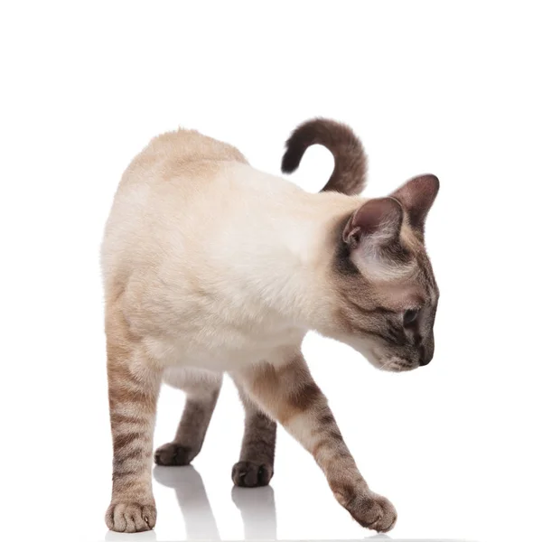 好奇的缅甸猫站在白色的背景 并向下看着一边 — 图库照片