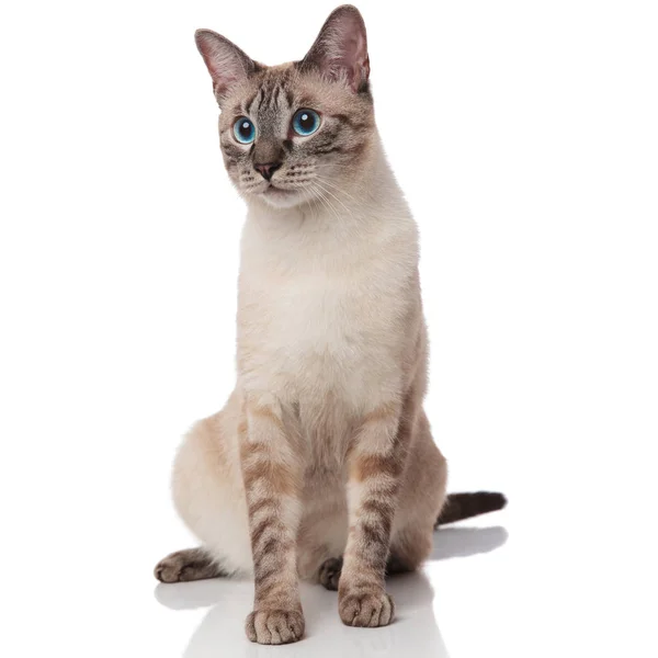 Curious Grey Metis Cat Sits White Background Looks Side — Stock Photo, Image