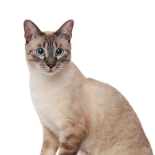 Close Cute Grey Cat Blue Eyes Sitting White Background — Stock Photo, Image