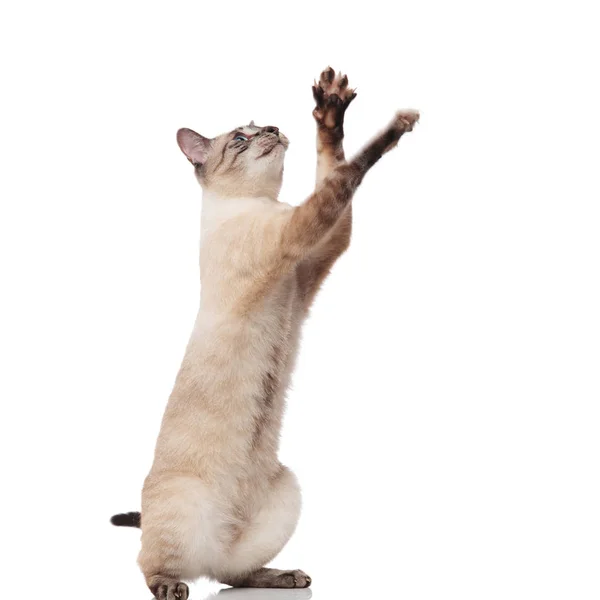 Adorable Grey Metis Cat Stands Two Legs White Background Plays — Stock Photo, Image