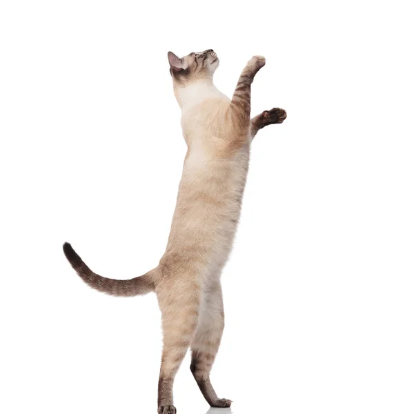 Side View Lovely Burmese Cat Jumping Back Legs Reaching Its — Stock Photo, Image