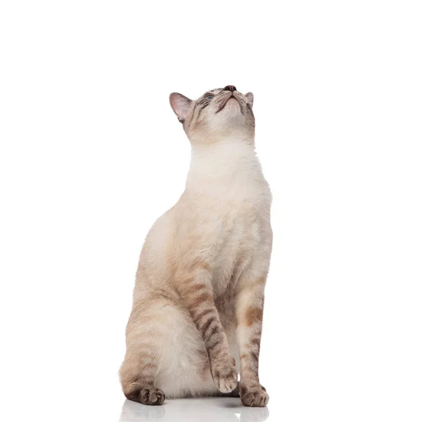 Brincalhão Birmanês Gato Senta Com Pata Levantada Fundo Branco Olha — Fotografia de Stock