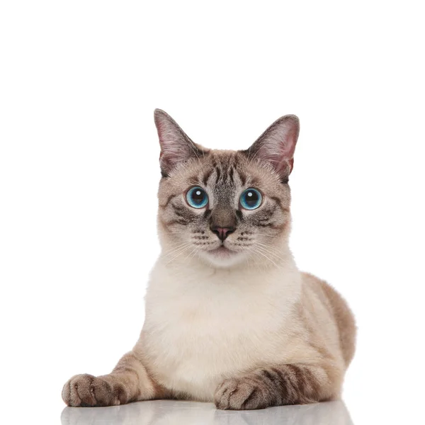 Krásné Šedé Metis Kočka Šedýma Očima Spočívající Bílém Pozadí — Stock fotografie