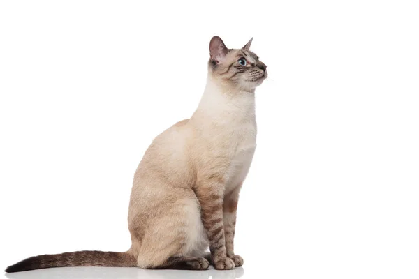 Vista Laterale Del Gatto Birmano Grigio Seduto Con Gli Occhi — Foto Stock