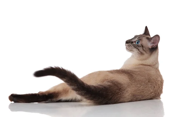 Rear View Burmese Cat Resting White Background Side Looking Side — Stock Photo, Image