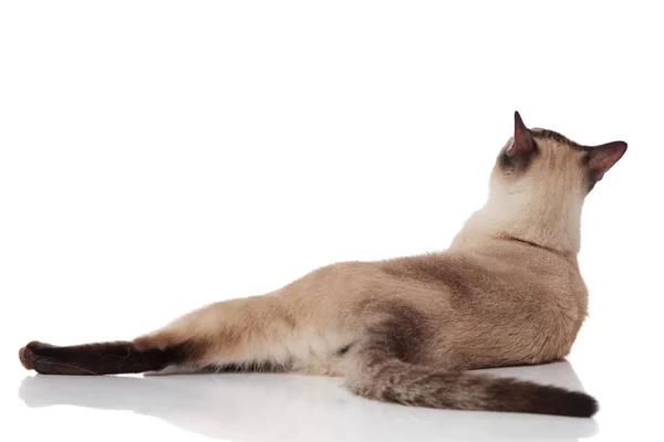 Vista Posteriore Adorabile Gatto Metis Sdraiato Sul Suo Lato Sfondo — Foto Stock
