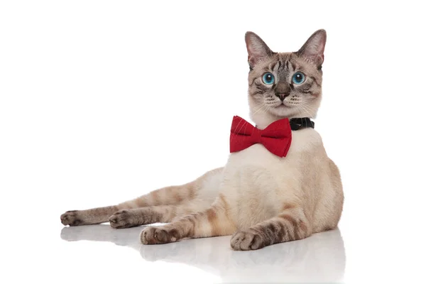 Adorable Grey Metis Cat Wearing Red Bowtie Resting White Background — Stock Photo, Image