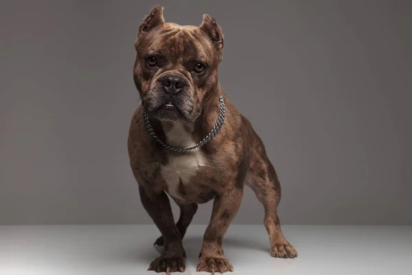 Bully dog Stock Photos, Royalty Free Bully dog Images