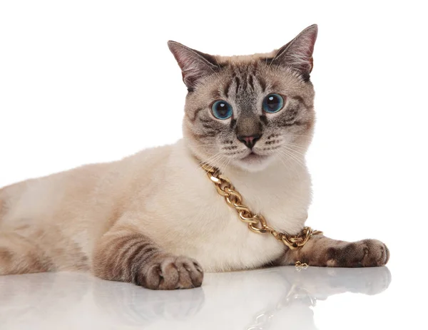 Närbild Liggande Grå Metis Katt Bär Gyllene Halsband Krage Vit — Stockfoto