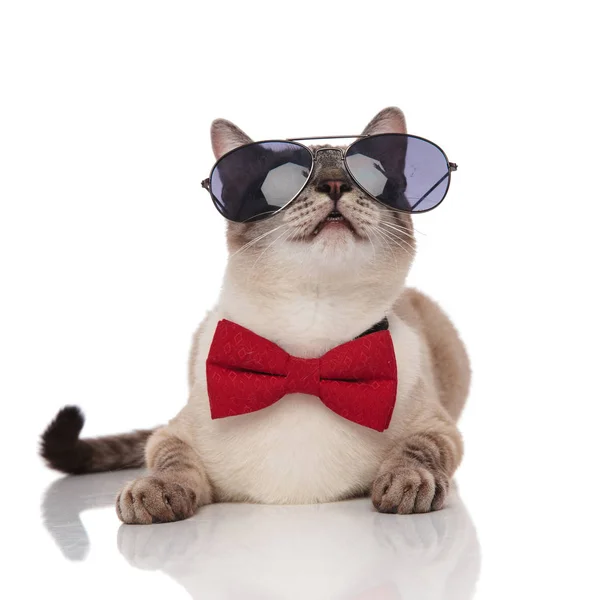 Όμορφο Κομψό Γκρι Γάτα Γυαλιά Ηλίου Ακουμπά Λευκό Φόντο Και — Φωτογραφία Αρχείου