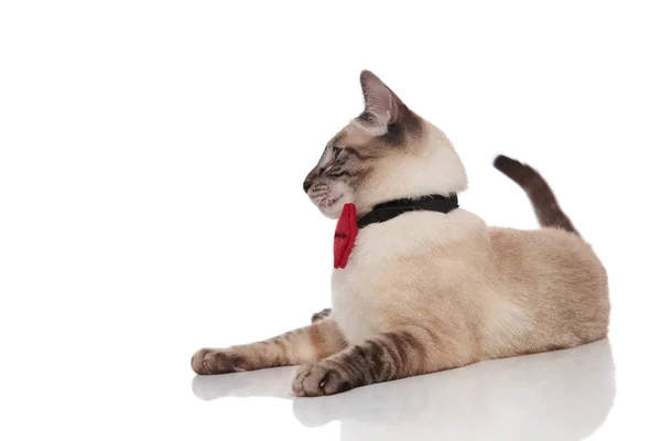 优雅的缅甸猫穿着红色领带躺在白色的背景 并期待一边 — 图库照片