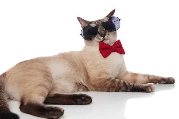 Caballero Metis Gato Usando Gafas Sol Acostado Lado Blanco Fondo — Foto de Stock