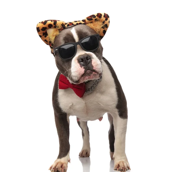 Cavalheiro Americano Valentão Vestindo Óculos Sol Animal Impressão Headband Fundo — Fotografia de Stock
