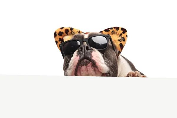 Head Funny American Bully Wearing Sunglasses Leopard Ears Lying White — Stock Photo, Image