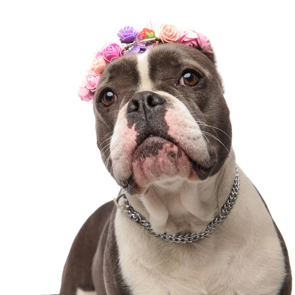 Close Adorable American Bully Wearing Colorfull Flowers Headband Collar Standing — Stok Foto