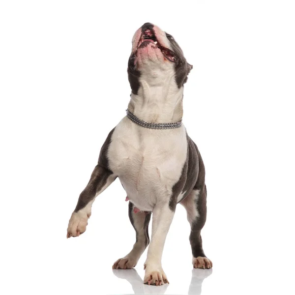 Playful American Bully Stepping Forward While Looking Mouth Open White — Stock Photo, Image