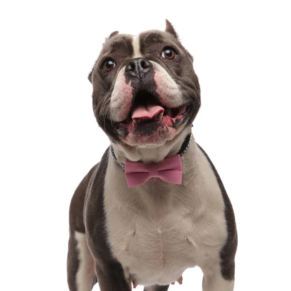 Close Cute Classy American Bully Looking Tongue Exposed While Standing — Stock Photo, Image