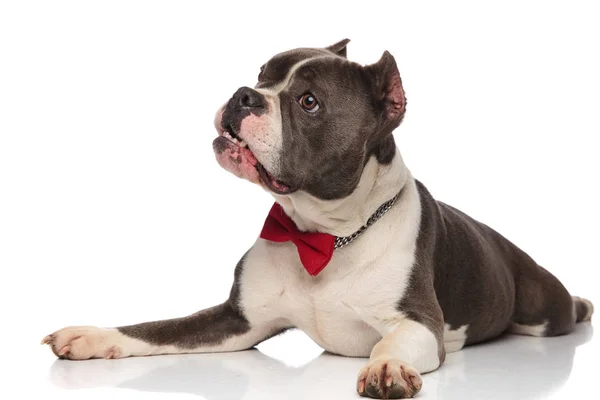 Curious American Bully Mouth Open Bowtie Resting White Background Looking — Stock Photo, Image