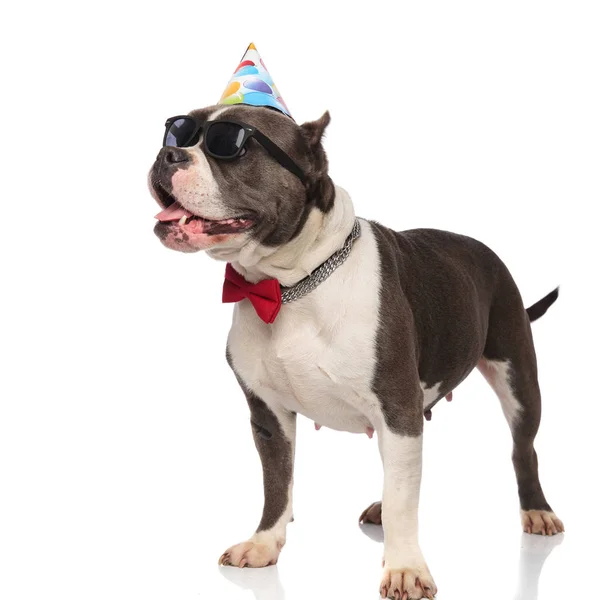 Classy American Bully Wearing Sunglasses Birthday Cap Looks Side While — Stock Photo, Image