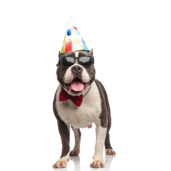 Panting American Bully Standing White Background Wearing Red Bowtie Sunglasses — Stock Photo, Image