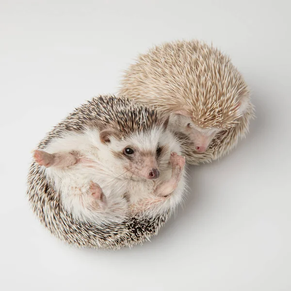 Adorable White Hedgehog Couple Standing Lying White Background — Stock Photo, Image