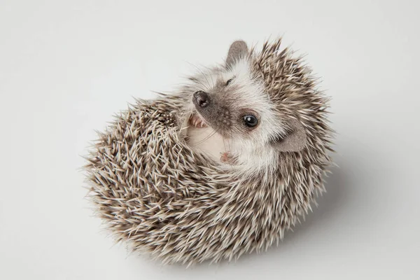 Adorable Dwarf African Hedghog Lying Its Spikes Light Grey Background — Stock Photo, Image