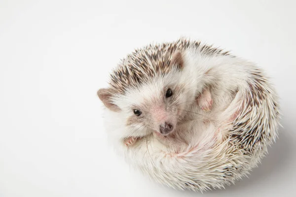 Adorable African Dwarf Hedgehog Resting Its Back White Background — Stock Photo, Image