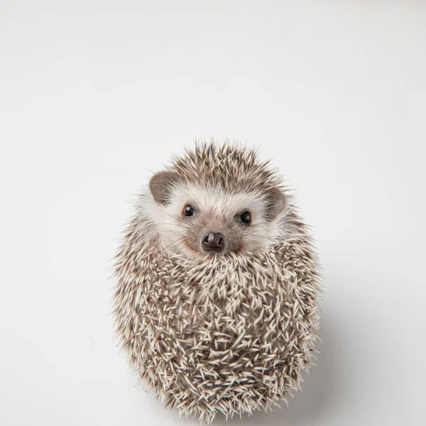 Adorable Rodent Spikes Lies Back White Background — Stock Photo, Image