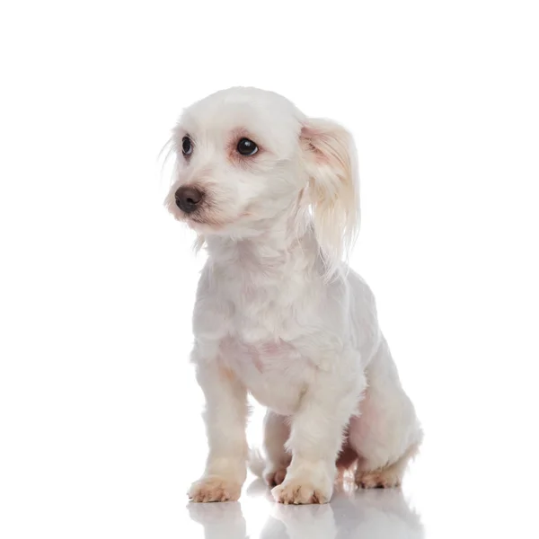 Curioso Bichon Branco Fica Fundo Branco Olha Para Lado — Fotografia de Stock