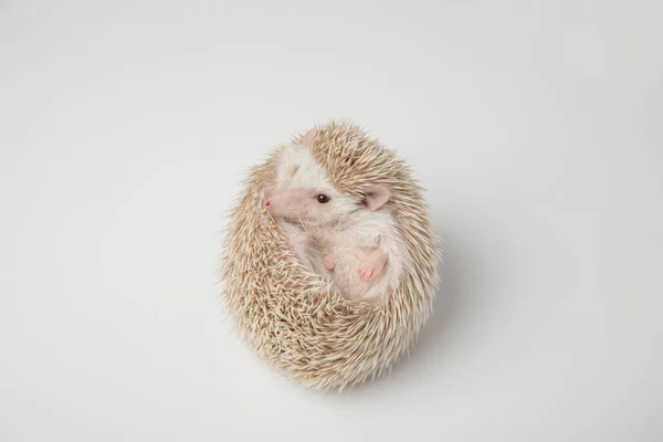 Mooie Witte Egel Rusten Zijn Rug Witte Achtergrond Kijkt Naar — Stockfoto