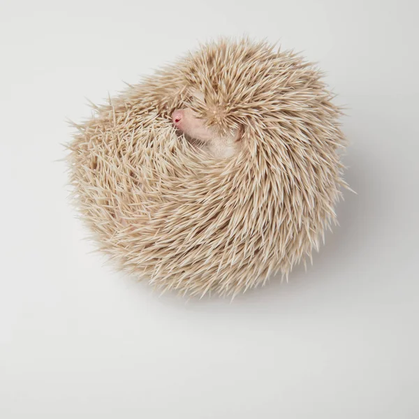 Adorable Hedgehog Resting Curled Side White Background — Stock Photo, Image