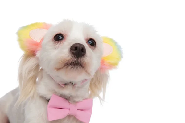 Close Stylish Bichon Bear Ears Looking Side While Standing White — Stock Photo, Image