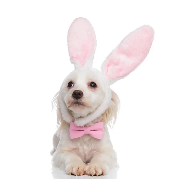 ウサギの耳を持つ紳士ビションは 白い背景の上に横たわっている間側に見上げる — ストック写真