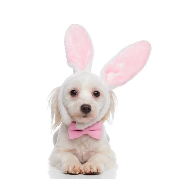 Cute Rabbit Bichon Wearing Pink Bowtie Lies White Background — Stock Photo, Image