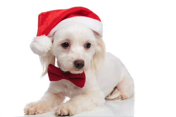 Adorável Santa Bichon Com Bowtie Vermelho Olha Para Baixo Para — Fotografia de Stock