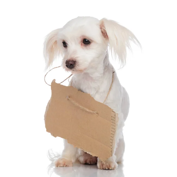 Curious Bichon Empty Billboard Neck Looks Side While Sitting White — Stock Photo, Image