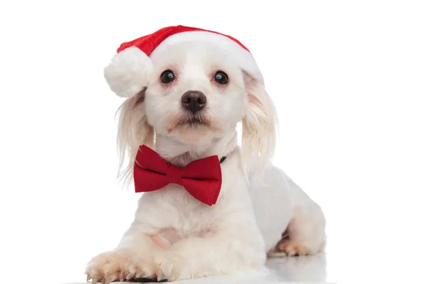 Nieuwsgierig Bichon Dragen Kerstmuts Bowtie Opgezocht Liggend Witte Achtergrond — Stockfoto