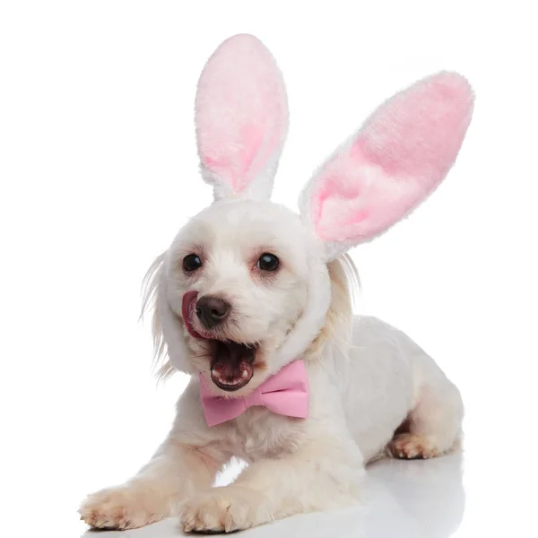 Głodny Pan Bichon Easter Bunny Uszy Wygląda Stronie Podczas Leżącego — Zdjęcie stockowe
